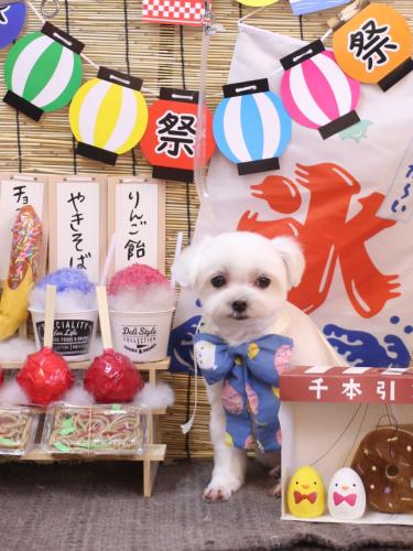 20240727マルちゃん